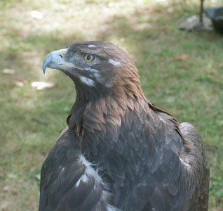 Golden Eagle