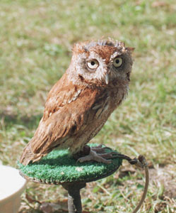 Screech Owl