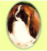 DanNiweb.gif (16700 bytes)