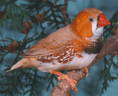 Black Breasted CFW male