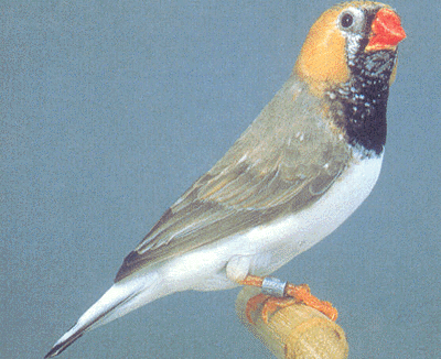 Black Breasted Lightback Grey male