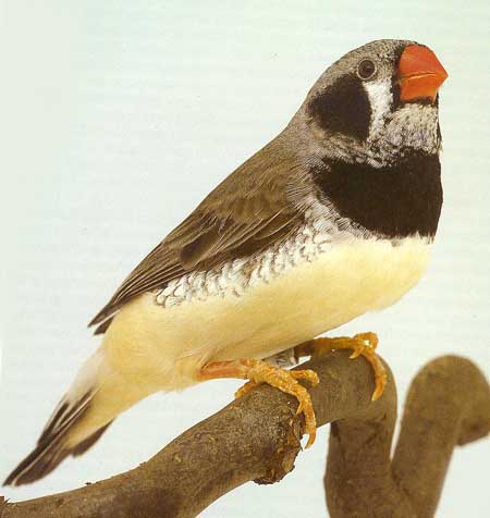 A Black Cheek Black Breast male.