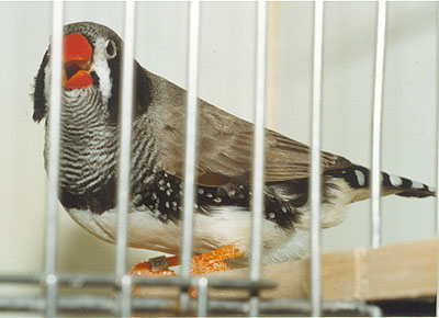 BlackCheek BlackFace cock