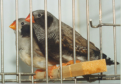 BlackCheek BlackFace pair