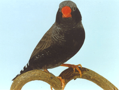 BlackCheek BlackFace