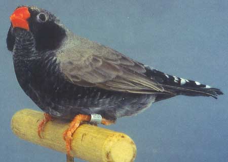 BlackCheek BlackFace