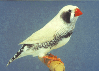 CFW Black Cheek cock