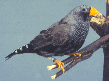 Yellow Beak