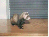 The Ferret Family Ring