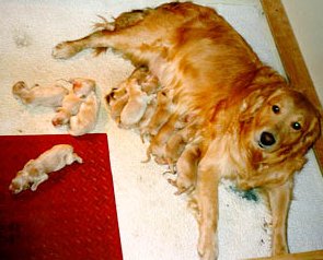 mom & pups