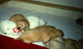 puppy pile2