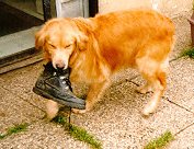 Smiley's got daddy's shoe