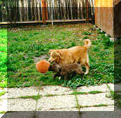Max & Smiley play catch