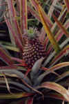 pineapple.jpg (64916 bytes)