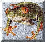 Frog Dog Central WebRing