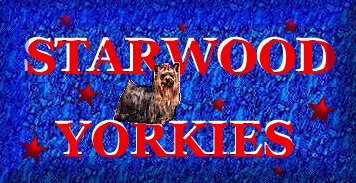 Starwood Yorkies