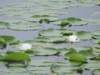 lionsfishingderby_41_small.jpg