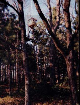 Martin Hill Fire Tower 