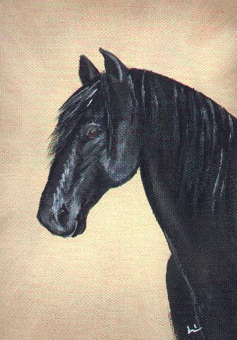 Fresian Stallion