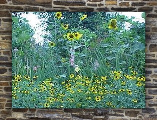 side garden