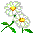 daisy.gif