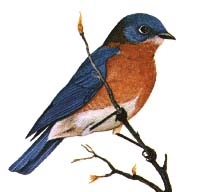 bluebird