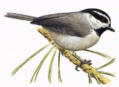 Chickadee Bird