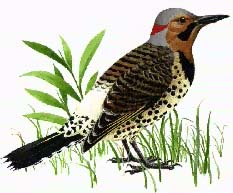 Flicker