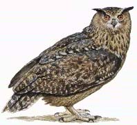 Owl