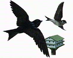 Swallow