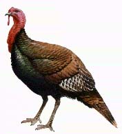 Turkey