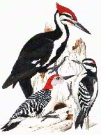 Woodpecker