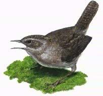 Wren