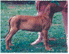 pupp1a.jpg (394472 bytes)