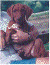 pupp3c.gif (7393 bytes)