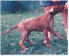 pupp3d.gif (5149 bytes)
