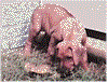puppy1.jpg (40742 bytes)