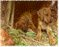 pups.jpg (40963 bytes)