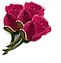 Deep Pink