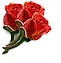 Red Roses