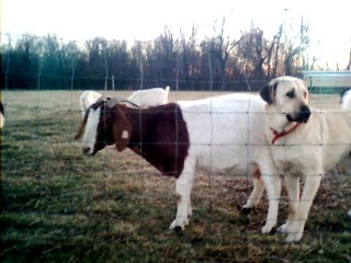 Robyn's Dog