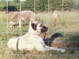 Kangal