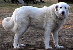 Wegner Maremma