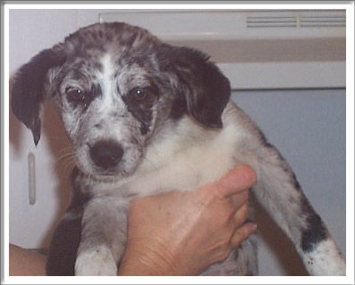 Catahoula mix girl
