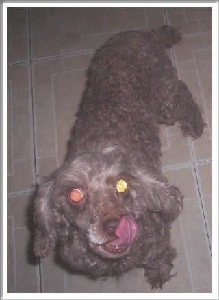 Coco