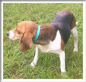 Dixie