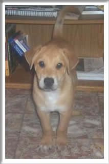Toby