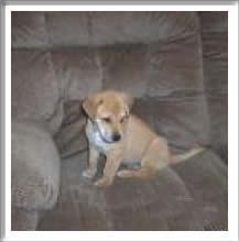 Toby