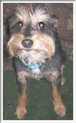 Trixie