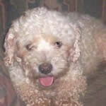 Fritz